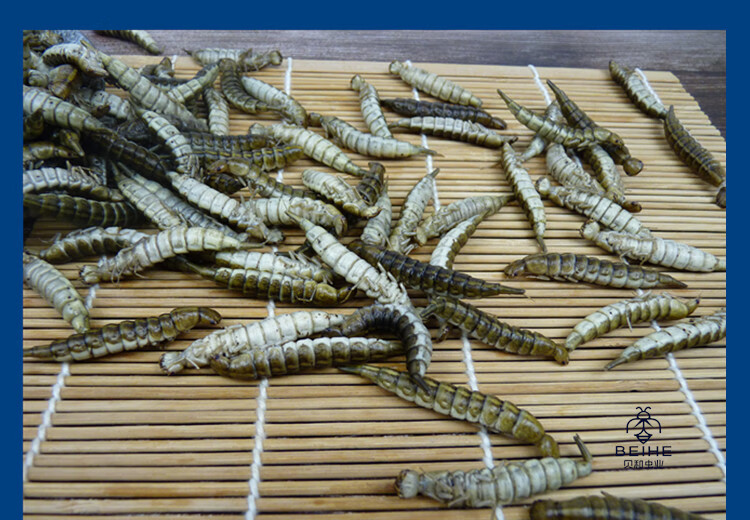 新鲜金边龙虱幼虫水蜈蚣鲜香味美食用昆虫油炸烧烤虫子500克【图片