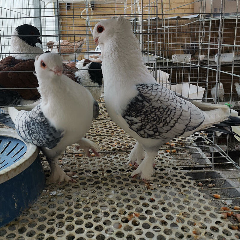 鴿子活物一對觀賞鴿種鴿摩登鳳尾淑女兩頭烏大全精品短嘴批發 一對