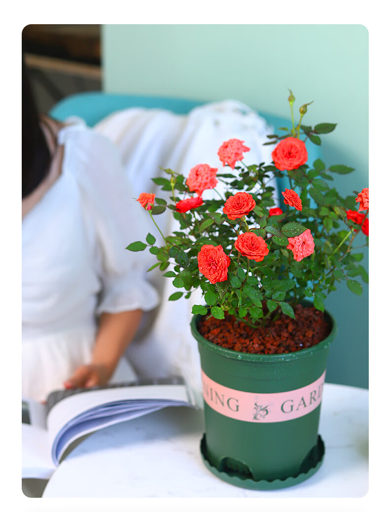 钻石玫瑰花微型月季盆栽花卉植物室内花阳台冬季庭院耐寒四季易活钻石