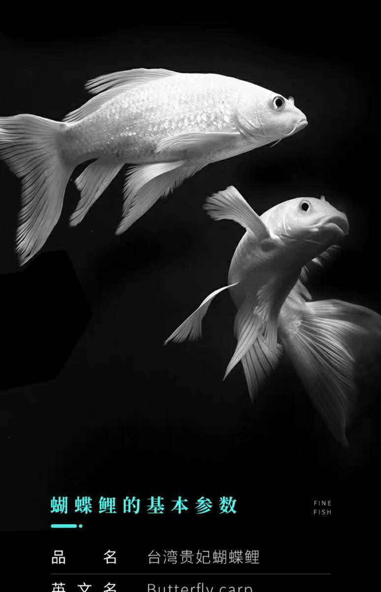 观赏鱼球体蝴蝶鲤鱼活体短身贵妃龙鲤纯种大尾冷水鱼锦鲤鱼苗金鱼 (超