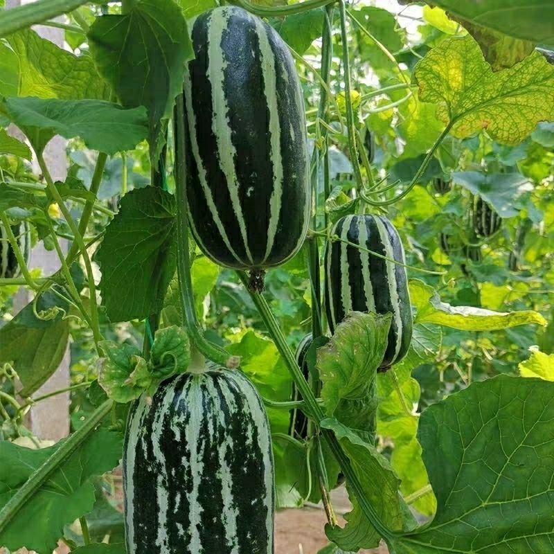 甜瓜种籽羊角蜜薄皮香瓜高产水果 精装405粒  化肥 甜掉牙甜瓜【图片