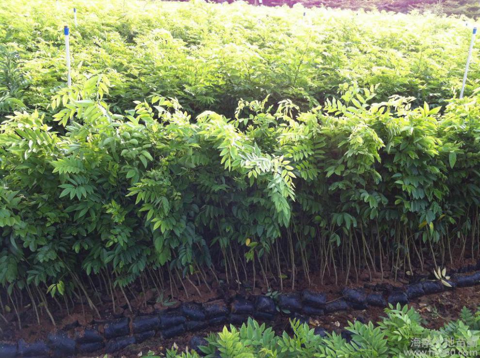 花姬 海南树苗正宗珍贵植物苗庭院常绿名贵苗木降香黄檀 20-30cm 其他