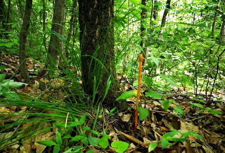 中秋送礼野生天麻干货250g武当特级天麻粉切片非云南昭通小草坝野天麻