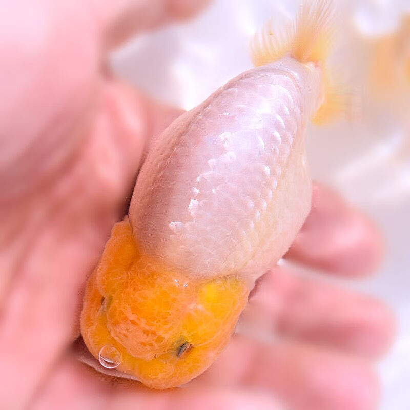 精品花寿玉兔兰寿金鱼活体黑寿淡水鱼纯黑观赏鱼财鱼水族宠物 3厘米