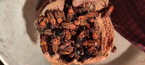 朵芮蜜皇竹虫竹笋虫竹象虫活体成虫种苗种虫包活包养殖技术活动优 