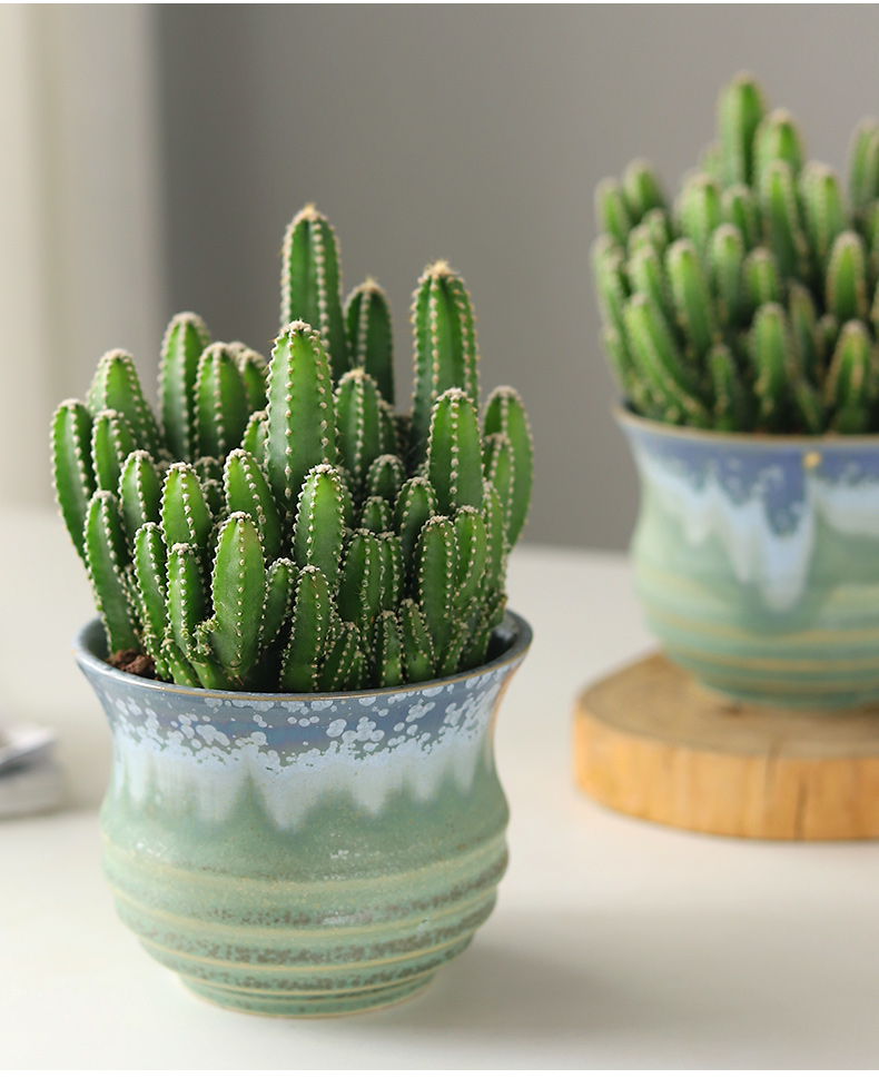 花姬万重山多肉植物稀有品种大颗室内绿植花卉仙人掌盆栽桌面花大颗