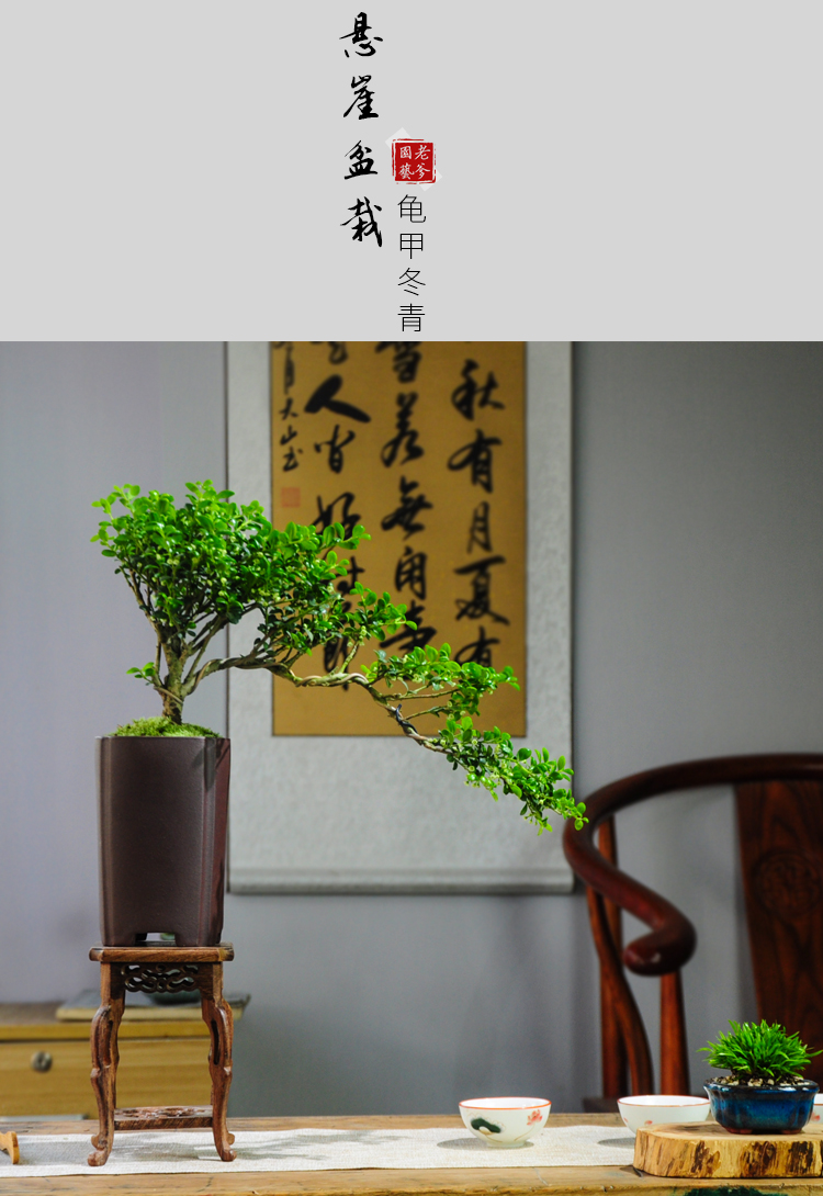 冬青造型小苗小叶老桩米叶悬崖盆景客厅阳台造景室内盆栽绿植四季
