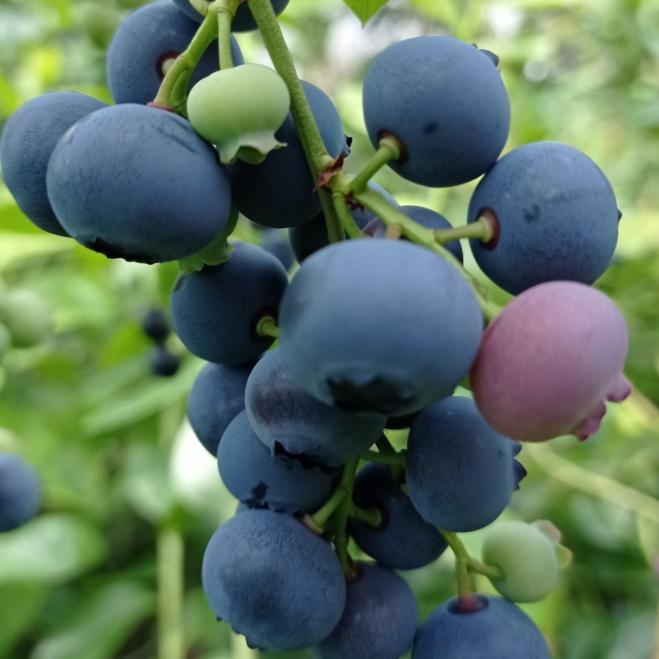蓝莓鲜果大山蓝莓新鲜蓝莓孕妇水果当季蓝莓大果果园现摘地头直发
