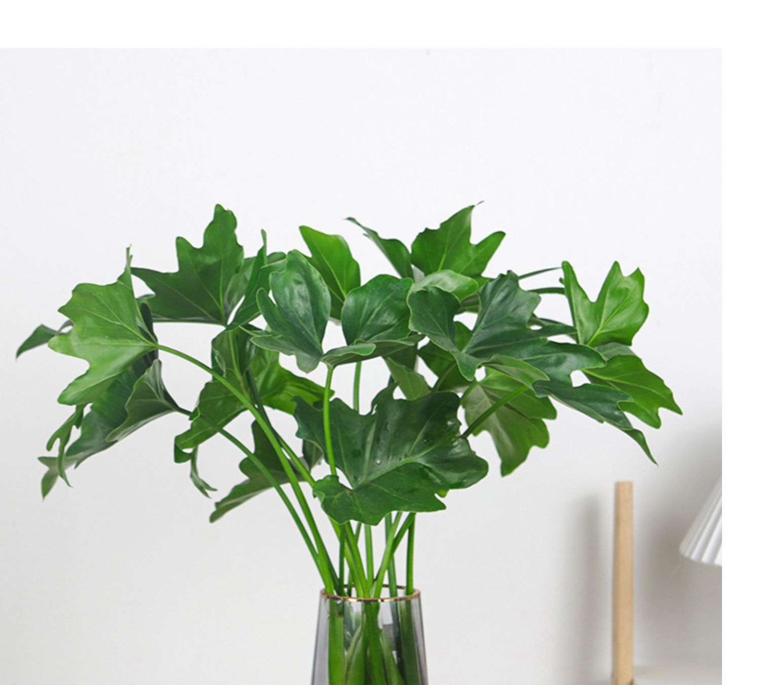 水培植物春羽绿植盆栽室内花卉水养水生好养龟背竹绿萝春羽植物 春羽2