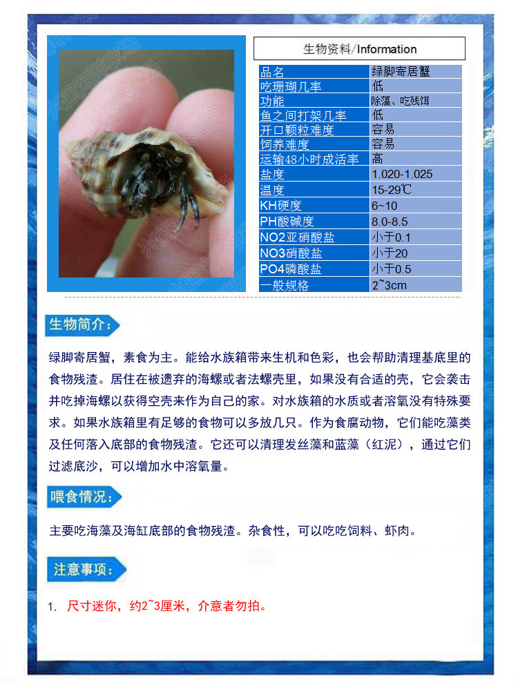 寄居蟹活体螃蟹宠物海水鱼海缸绿脚红脚蓝脚寄居蟹兴国海洋农场快递包