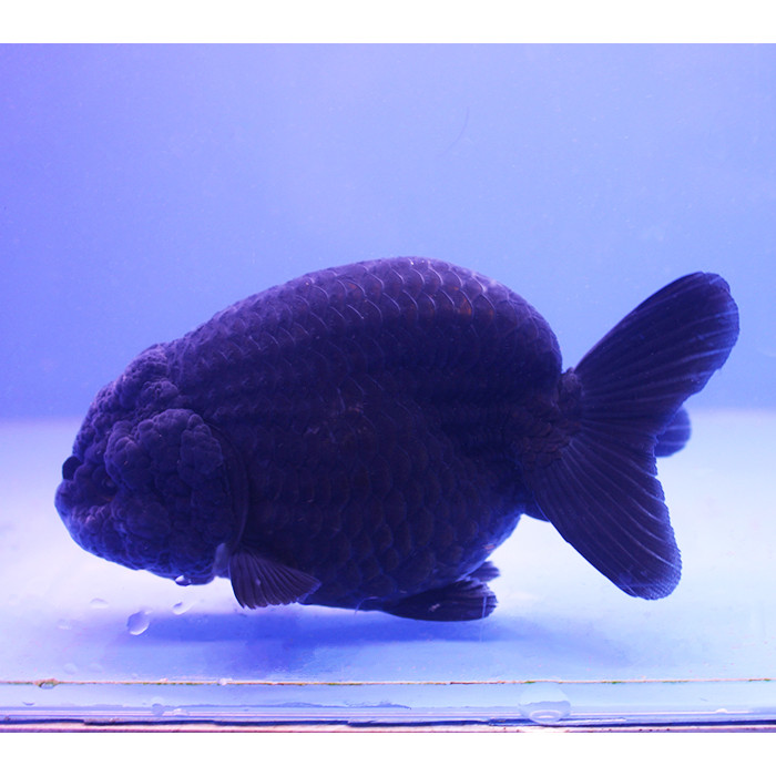 潘氏小尾兰寿金鱼活体精品黑五花樱花寿红白寿紫水墨重墨包活好养67cm