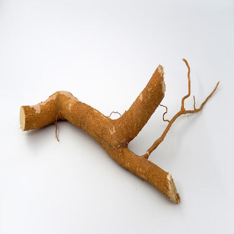 臭椿天根 椿树根 香椿树根 椿根500克一斤椿白根春树根 500g【图片