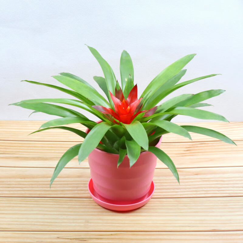 凤梨花小红星 鸿运当头盆栽四季开花卉红运转运红掌室内客厅植物 红色
