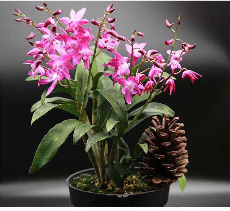 零利润送花盆送植料黄金石斛兰花四季开花秋石斛盆栽室内浓香超香十字