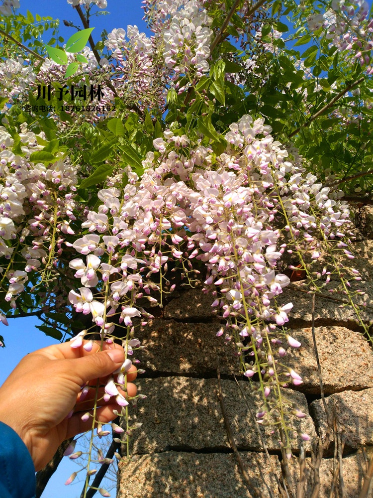 紫藤花树苗盆栽紫藤树苗庭院别墅攀援花耐寒卉风景树多花紫藤花苗 1