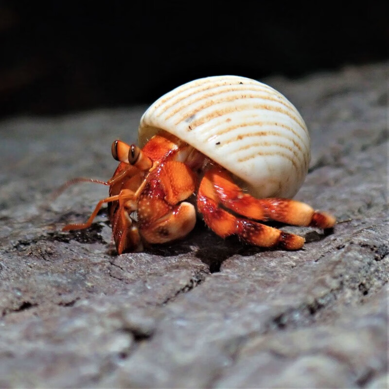 【京选推荐】陆生灰白短腕寄居蟹超大草莓观赏虾蟹懒人宠物蟹 草莓