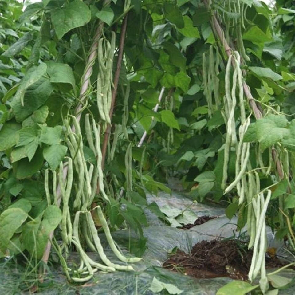 【精品绿植】九粒白芸豆高产摘不败芸豆白不老豆角春夏秋蔬菜 【九粒