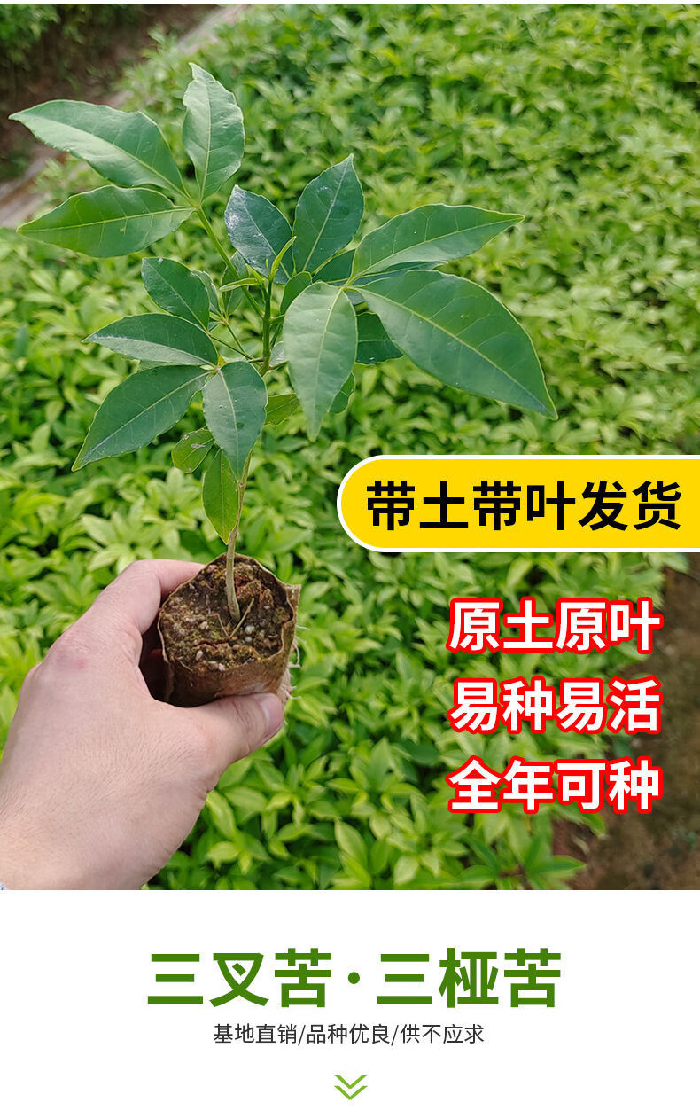 三叉苦树苗三桠苦正宗三丫苦药材种子苗落叶鸡骨树带土广西发货 三叉