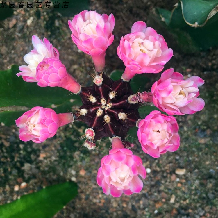 园艺紫牡丹仙人球会开花的嫁接带柱子球春夏开花室内多肉植物盆栽花卉