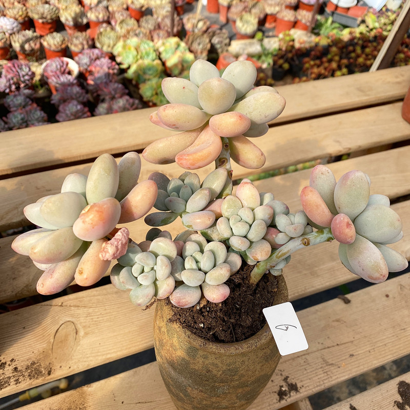 多肉植物洛神老桩 自然群生老桩洛神桃蛋 大盆阳台花卉 洛神小群3-5头