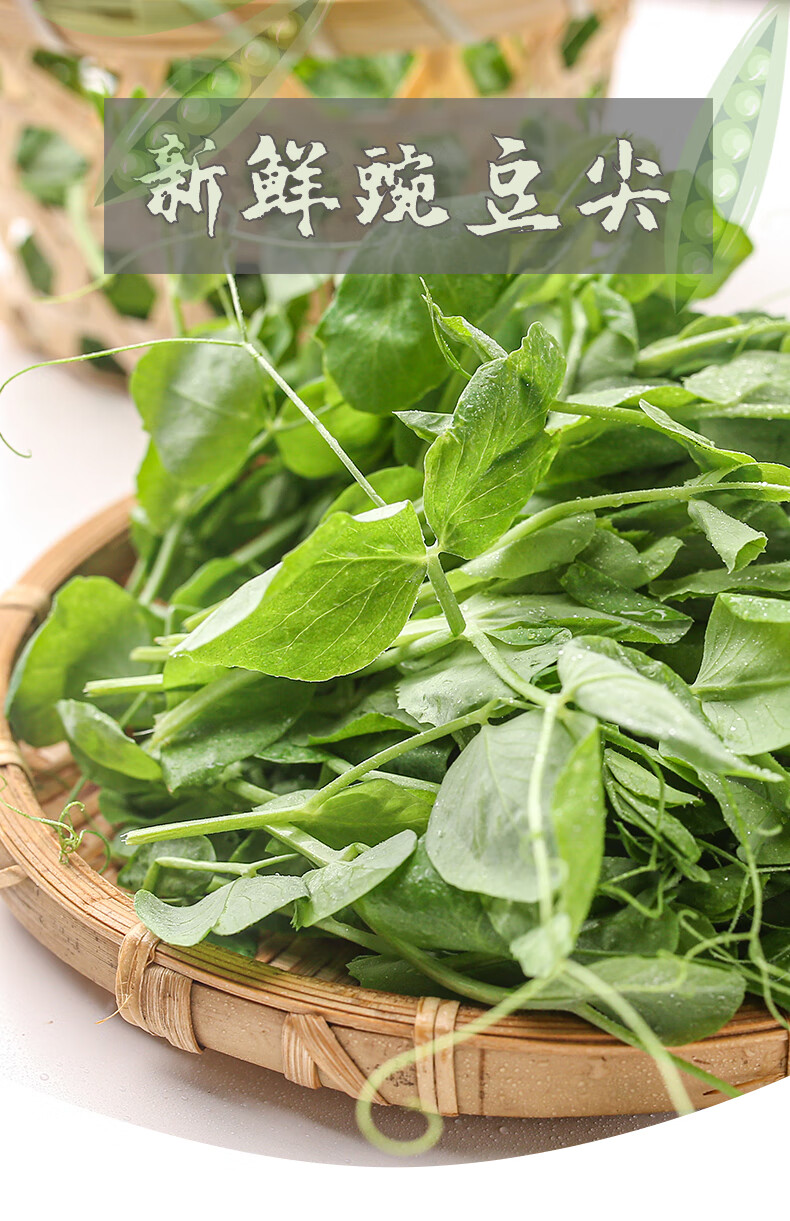 新鲜豌豆尖四川苏北蔬菜豌豆苗当季嫩豌豆苗农家龙须菜1500g