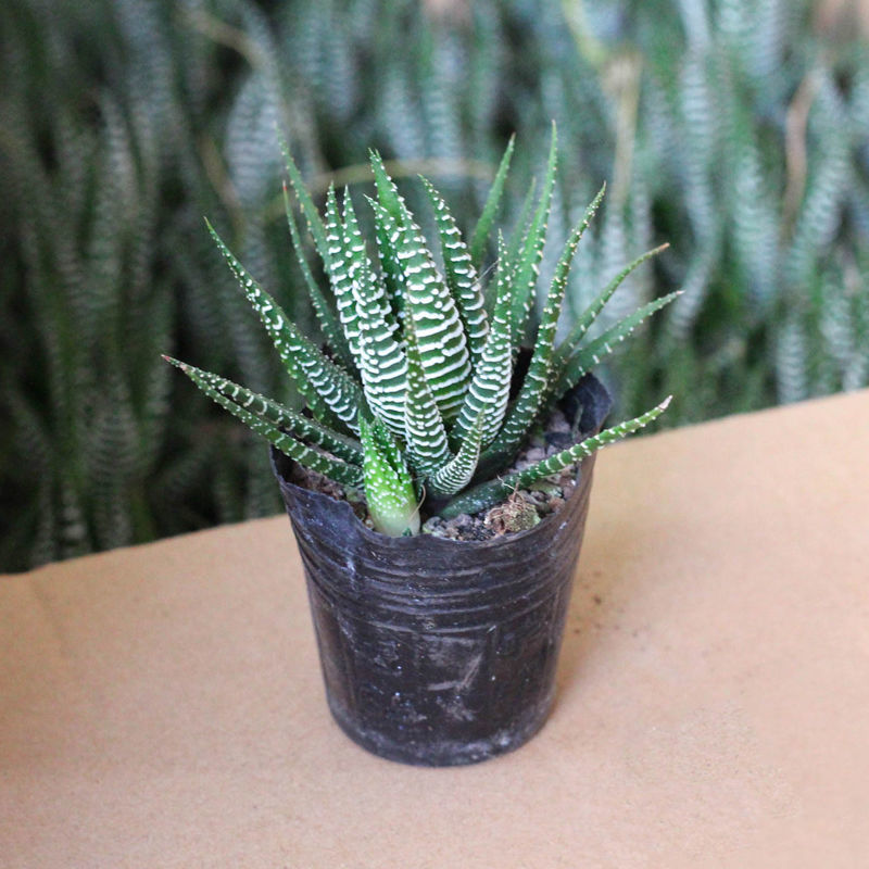 【】条纹十二卷多肉植物芦荟仙人掌办公室内桌面小盆栽 条纹十二卷