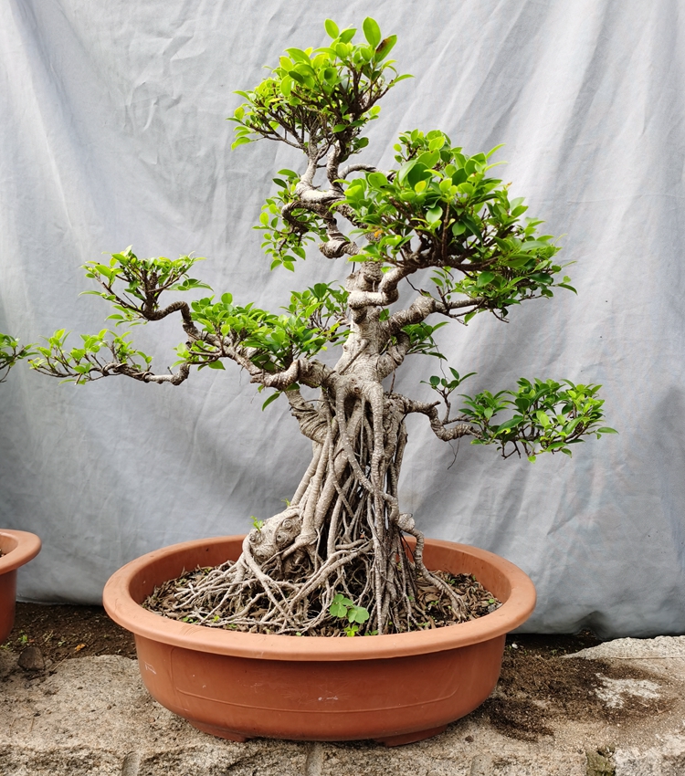 气根榕树盆景树桩台湾榕盆栽 绿植花卉室内外阳台虎皮榕老桩植物 1米s