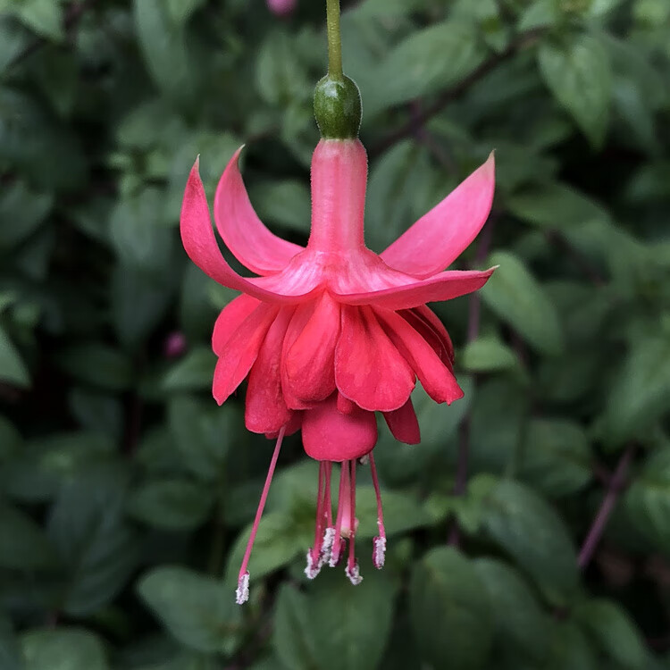 阳台重瓣倒挂金钟盆栽花苗灯笼花吊钟海棠苗四季开花吊兰植物 乳白色
