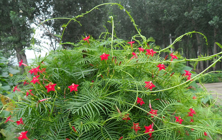 绿园花开 羽叶茑萝种子掌叶五星花 花草籽家庭室内阳台种盆栽花卉 羽