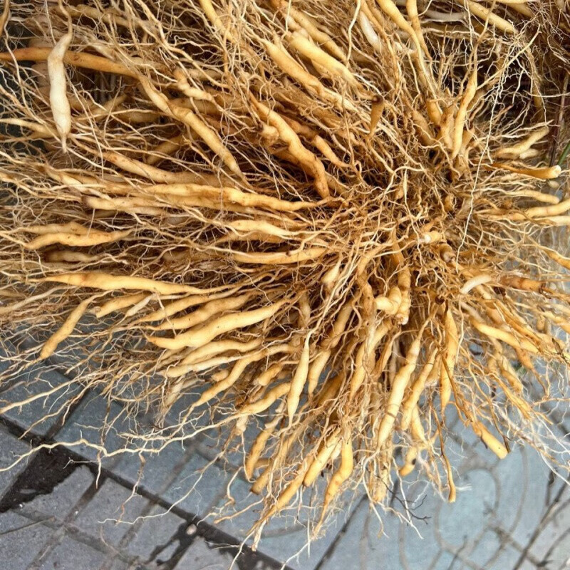 【官方旗舰】广东中药材淡竹叶纯根山鸡米竹叶麦冬 3斤全根不洗【图片