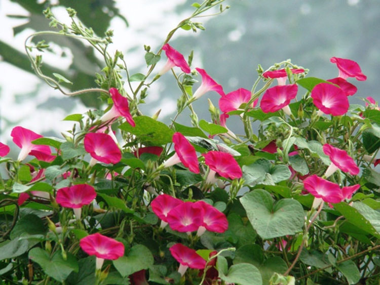 花中酷 大花牵牛花杆墙头围墙围栏攀援攀爬爬藤牵牛花种子铺地地被