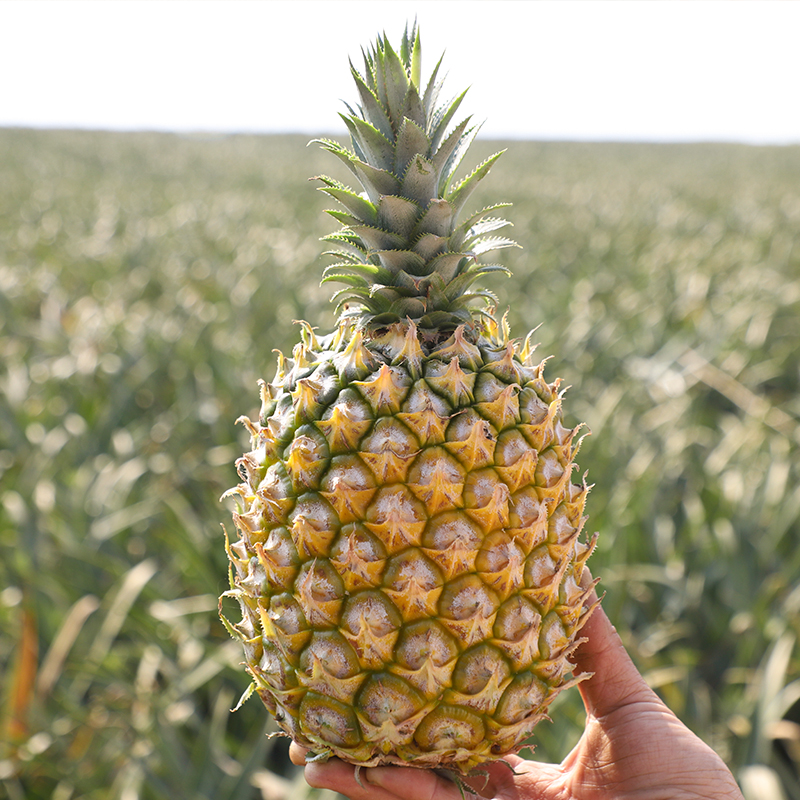 徐闻新鲜菠萝水果广东香水当季现摘小菠萝湛江曲界产地直发胜凤梨严选
