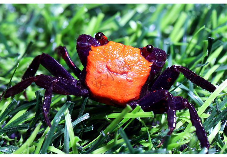 【安小离】印尼恶魔蟹热带观赏蟹淡水蟹黄眼吸血鬼红火焰甜橙小丑宠物