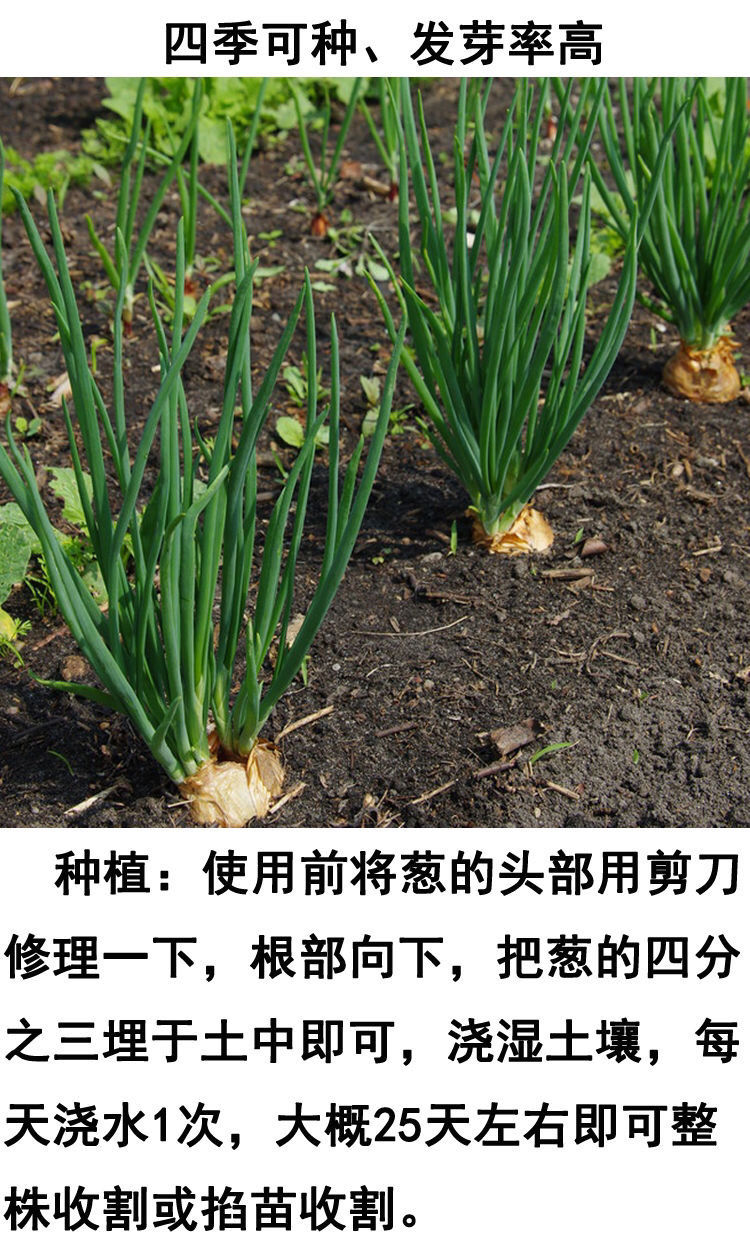 四川黄葱头小香葱头种四季葱盆栽熬葱油火葱农家小葱种250g黄葱头1斤