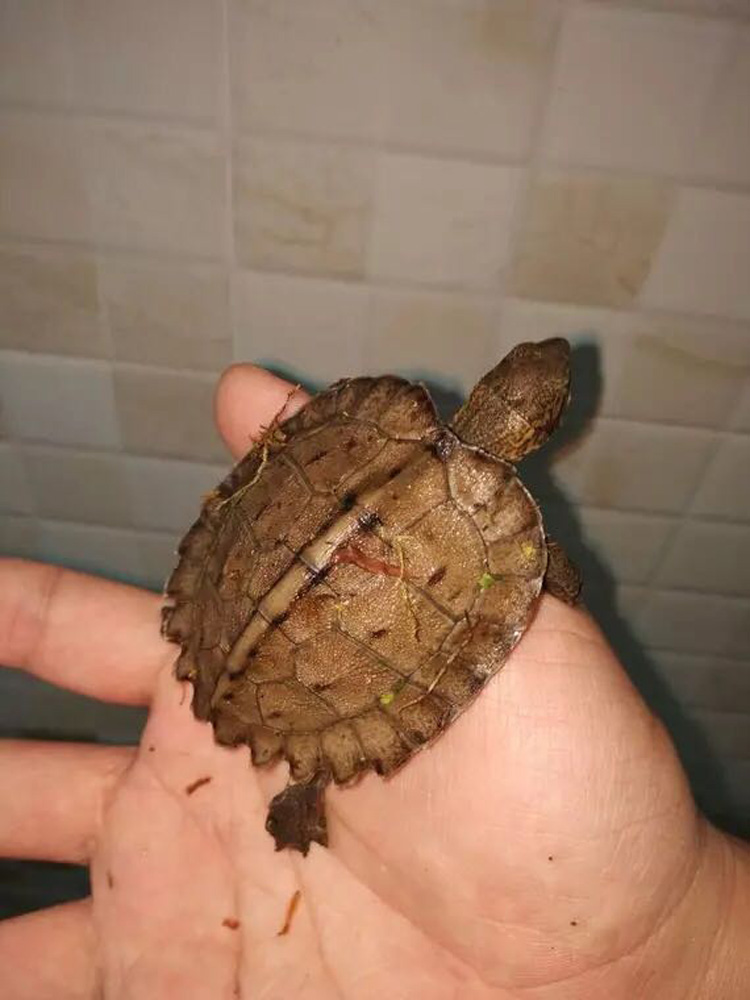 亚洲巨型龟亚巨乌龟观赏种龟苗草龟大型素食吃蔬菜水果半水龟宠物 7-8