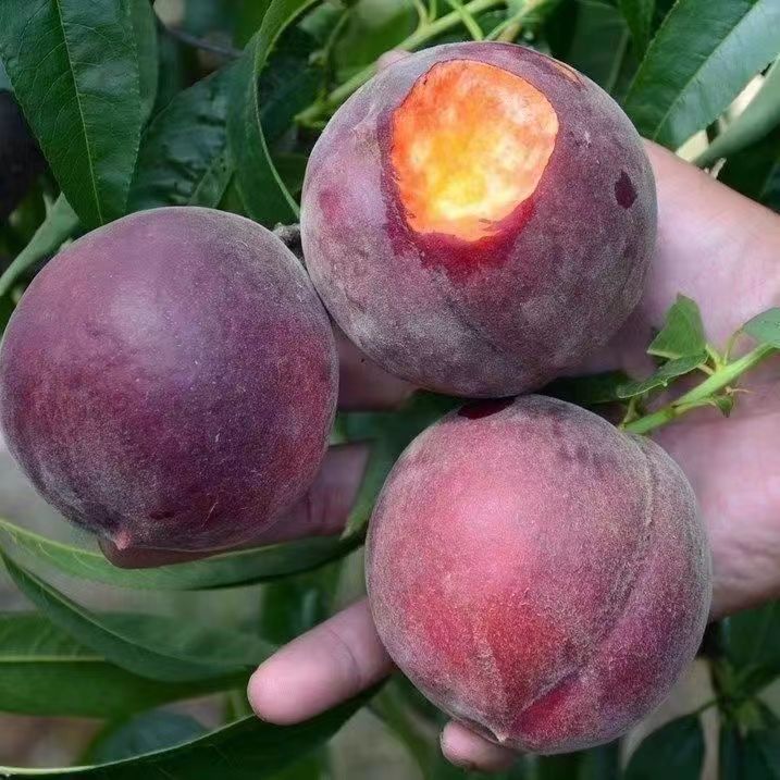 黑桃皇后批发脆甜毛桃应季桃子新鲜整箱水果 礼盒定制款 带箱10斤