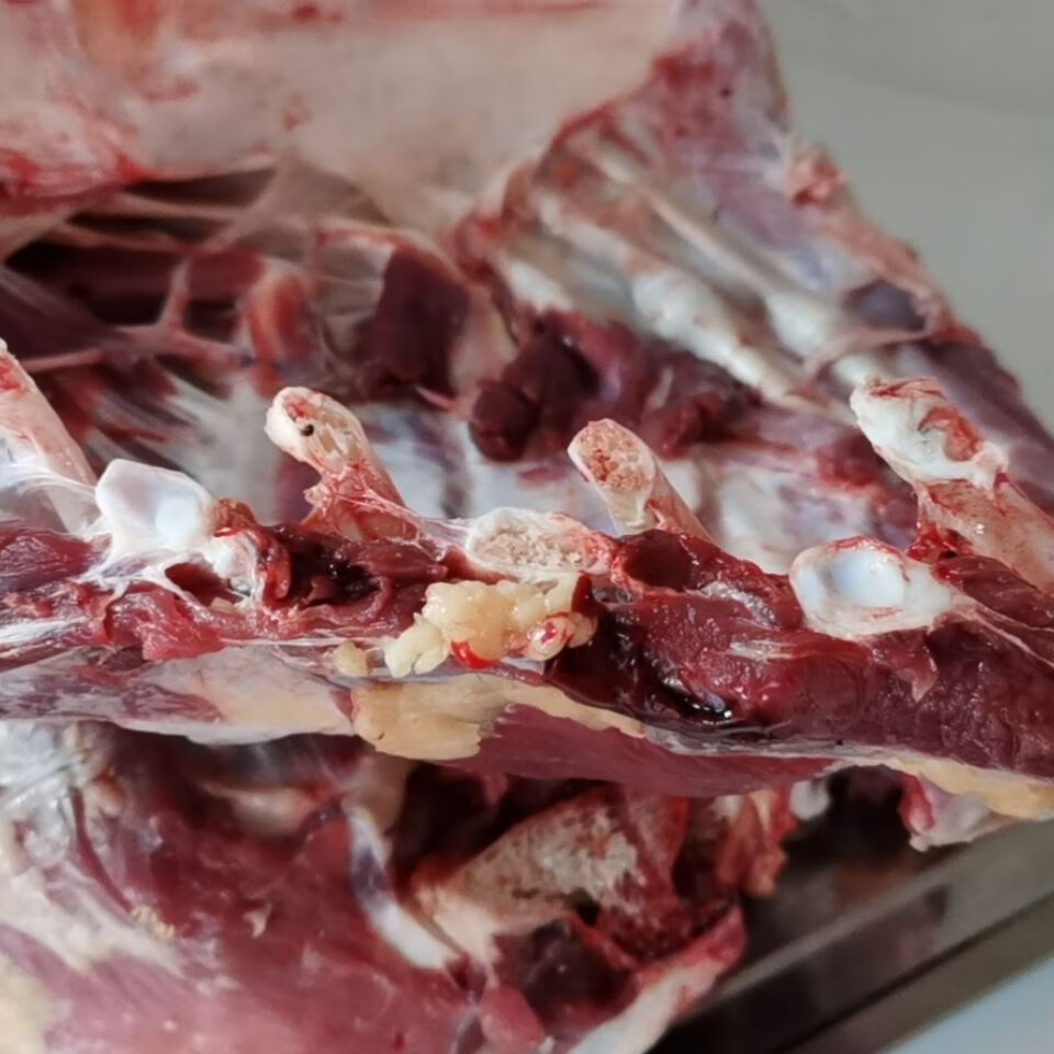 鸵鸟排骨新鲜鸵鸟排骨上等食材绿色健康酒店饭店食材10斤带料包