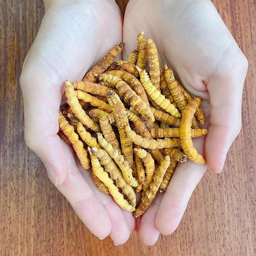 雷允上 冬虫夏草 虫草 冬虫草 冻干虫草 断草断虫草大量批发一手足干