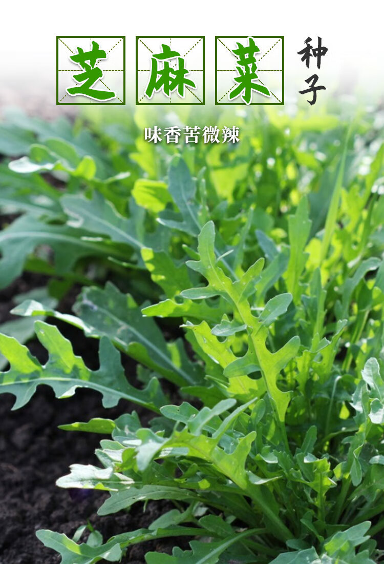 芝麻菜种子芝麻香味小青菜火箭菜阳台菜园四季盆农家栽蔬菜种籽孑芊阙