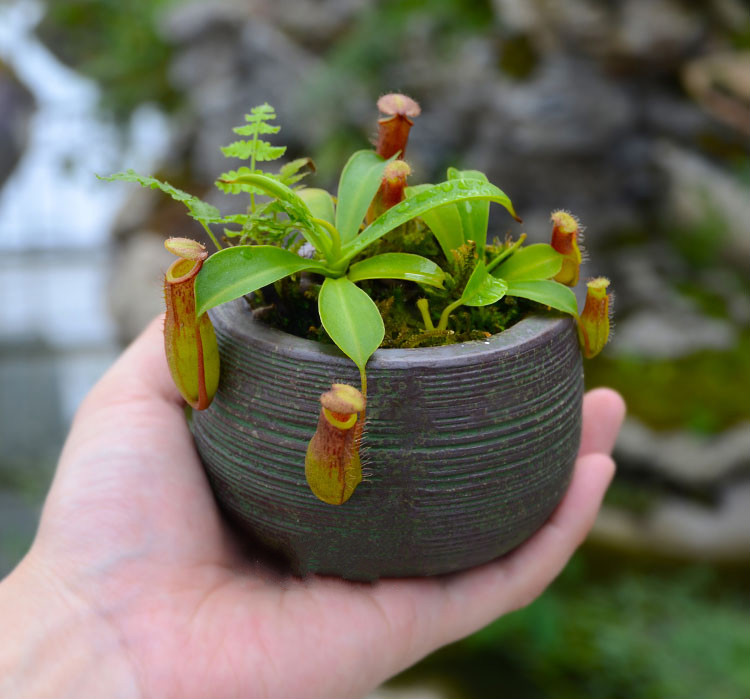 盆栽懒人盆驱蚊草捕蝇草甲醛室内种子非标定制 oimg 红宝石猪笼草s 储