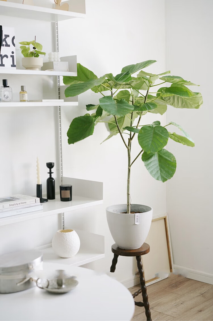 大型爱心榕 ins风爱心大叶片落地观叶植物清新家居盆栽 xl爱心榕