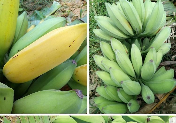 悠妃广西牛角蕉芭蕉牛蕉大蕉大芭蕉牛角蕉净重新鲜香蕉水果酸甜香蕉