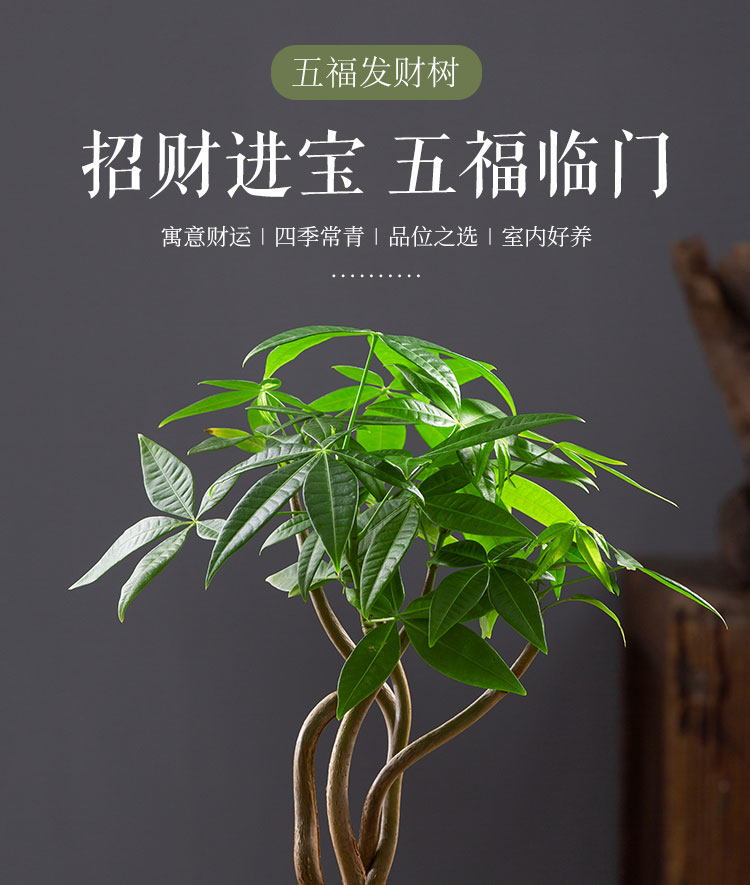 五福发财树苔藓盆景桌面盆栽室内茶桌水培好养小绿植中式禅意植物