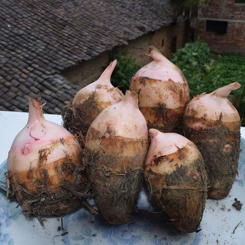 广西荔浦粉糯红芽芋头批发红嘴小芋艿毛芋仔小香芋新鲜现挖芋头仔5斤