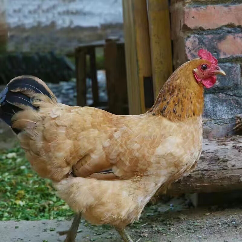 成年鸡 活鸡 3-4斤散养土鸡活体鸡 大鸡 成年下蛋鸡 母鸡老母鸡 产蛋