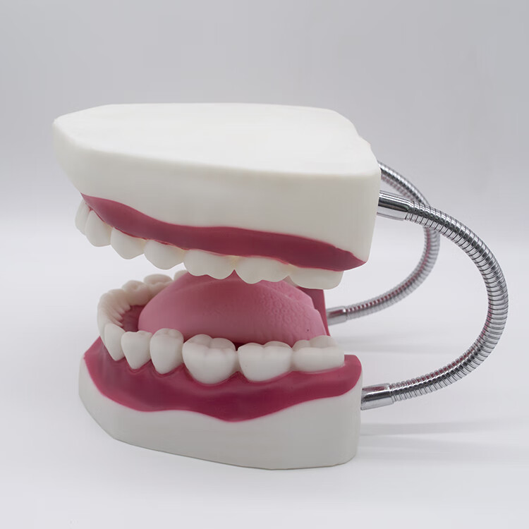 【京健康】养老护理技能培训为老年人口腔护理口腔牙齿模型弯盘毛巾等