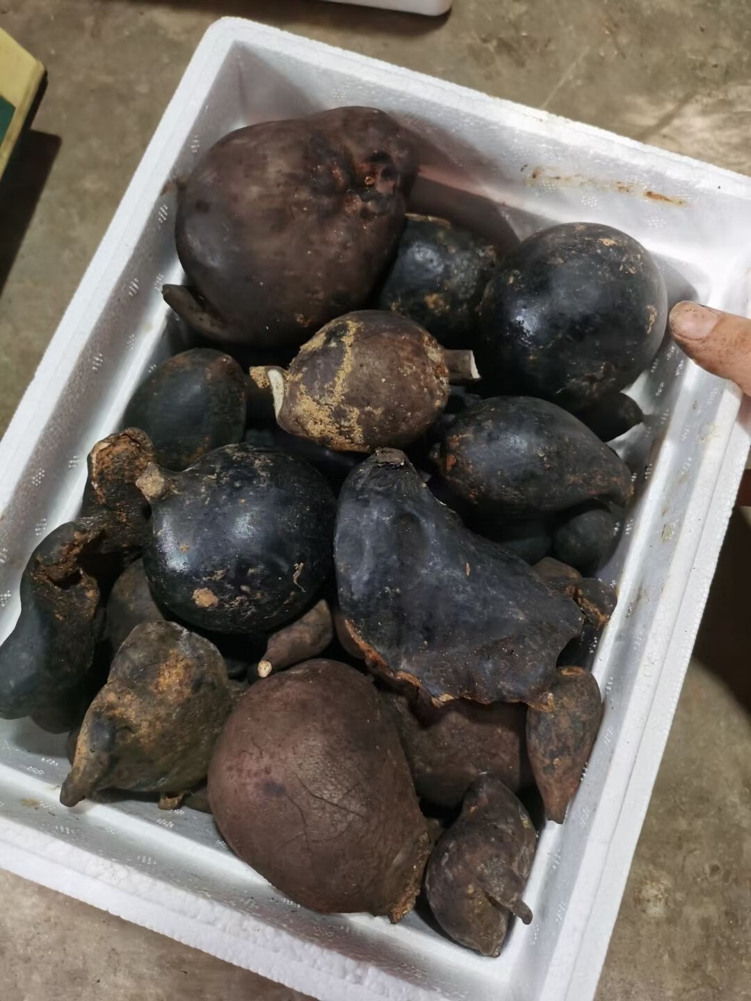 北京同仁堂原料新鲜乌灵参鸡枞胆雷震500克顺丰 官方旗舰新鲜乌灵参