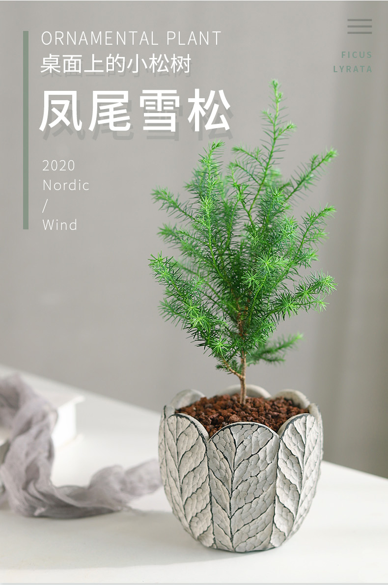凤尾雪松盆栽绿植好养活室内四季常青办公室植物净化空气松树盆景