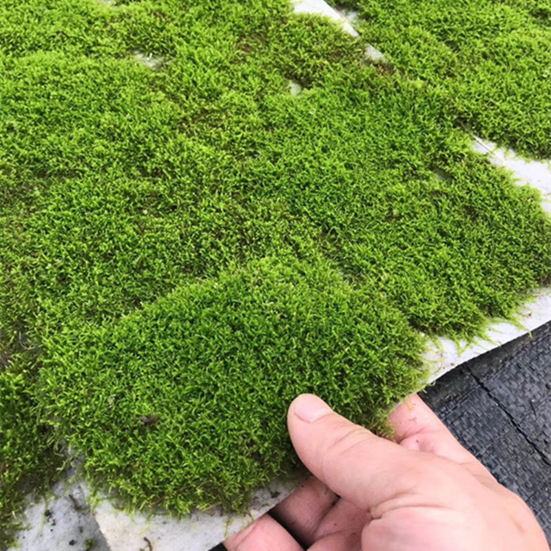 人工培育小灰藓匍灯藓短绒藓苔藓白发藓雨林缸盆景铺面苔藓微景观