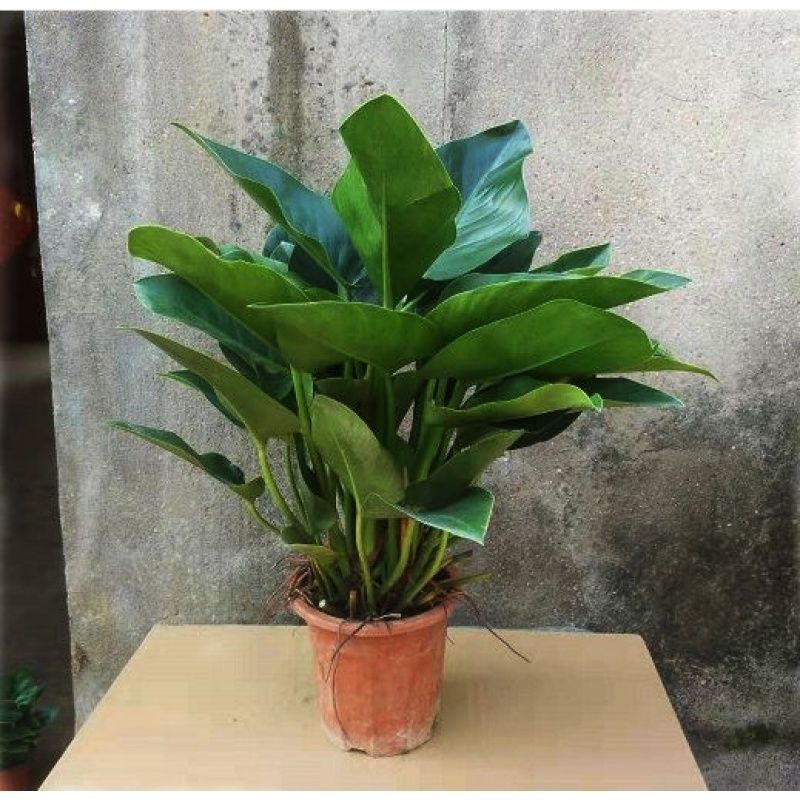 绿公主大叶金钻吸毒王四季常青吸甲醛植物室内落地绿植盆栽花卉 红钻